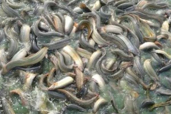 蓮藕套養泥鰍的利潤