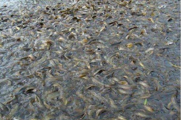 蓮藕套養泥鰍的利潤