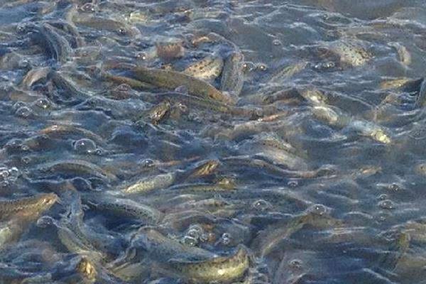 蓮藕套養泥鰍的利潤