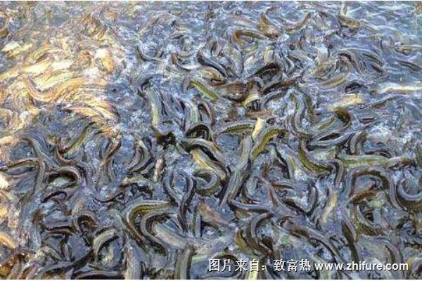 蓮藕套養(yǎng)泥鰍的利潤