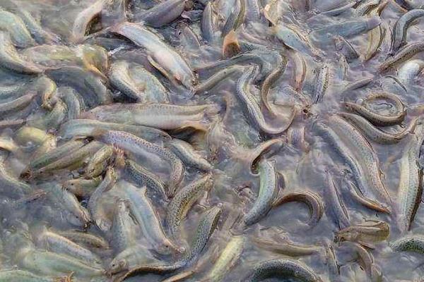 蓮藕套養泥鰍的利潤