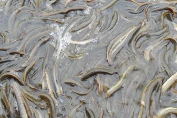 蓮藕套養泥鰍的利潤