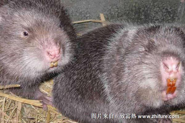 母竹鼠產仔前后注意事項