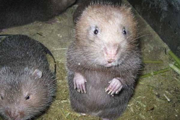 母竹鼠產(chǎn)仔前后注意事項(xiàng)