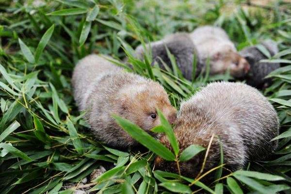 母竹鼠產(chǎn)仔前后注意事項(xiàng)