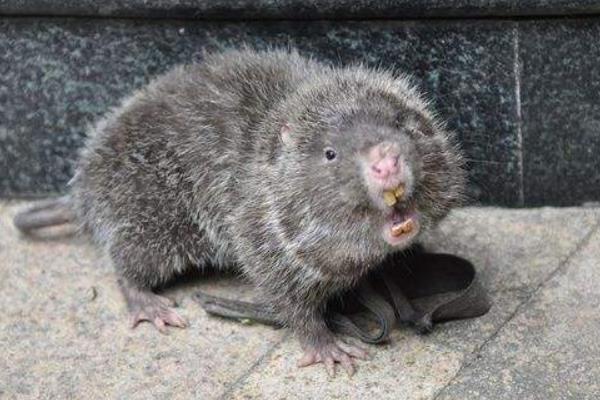 母竹鼠產(chǎn)仔前后注意事項(xiàng)