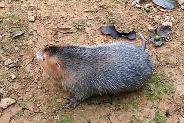 母竹鼠產(chǎn)仔前后注意事項(xiàng)