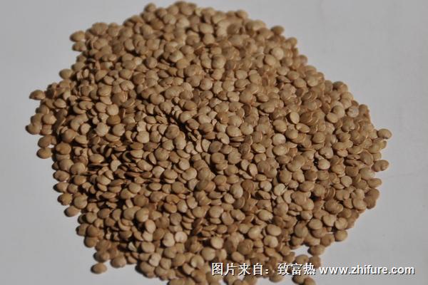 茄子種子價格多少錢一斤