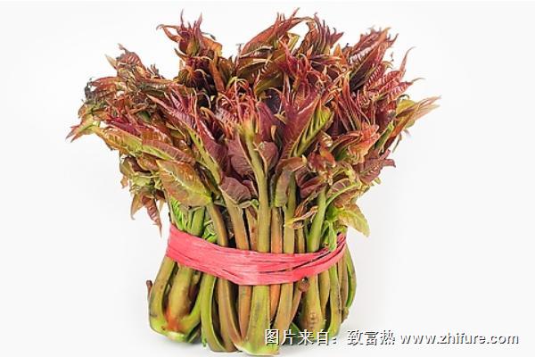 香椿的功效與作用及禁忌