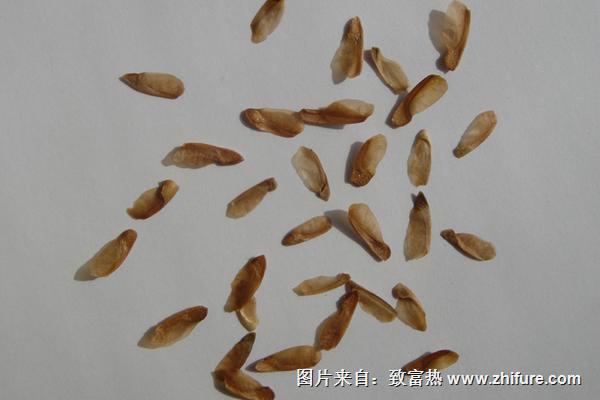 香椿種子的藥用價值