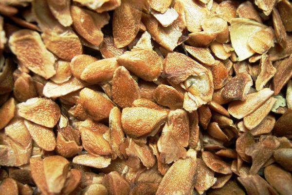 香椿種子的藥用價值