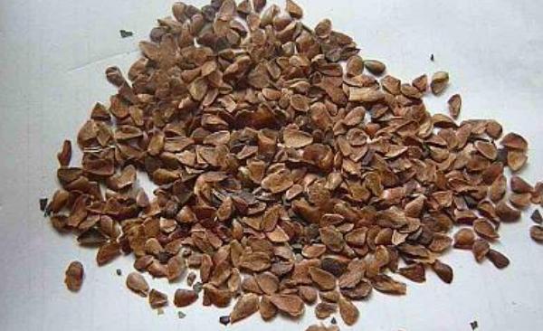 香椿種子的藥用價值