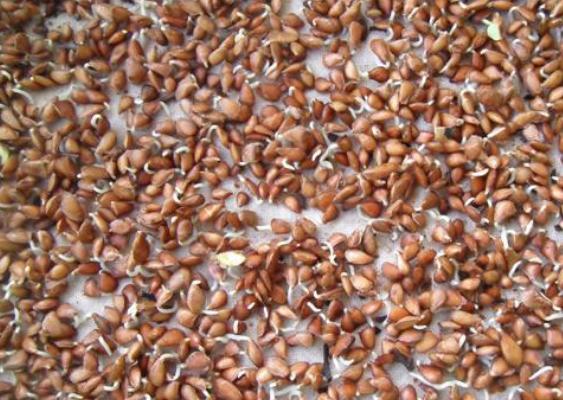 香椿種子的藥用價值