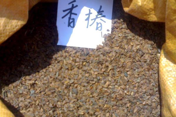 香椿種子的藥用價值