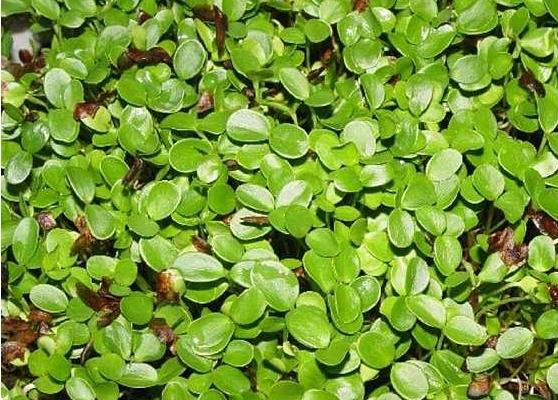 香椿種子的藥用價值