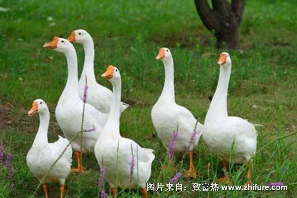 在家圈養(yǎng)鵝能賺錢嗎