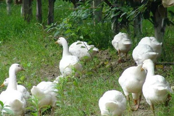 在家圈養鵝能賺錢嗎