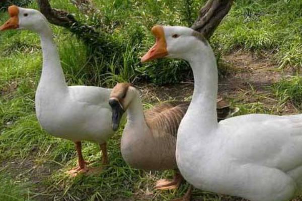在家圈養鵝能賺錢嗎