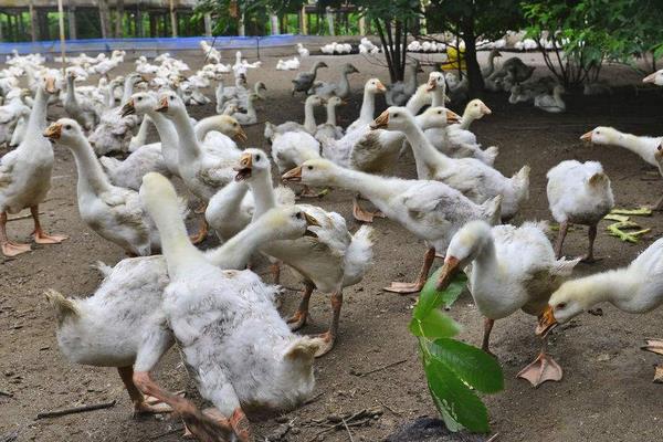 在家圈養鵝能賺錢嗎