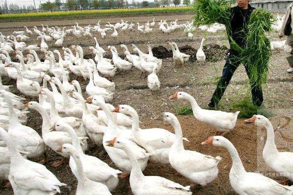 在家圈養鵝能賺錢嗎