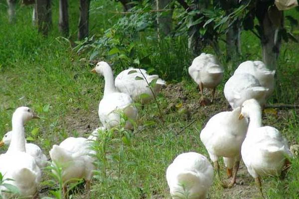 林地養(yǎng)鵝 鵝能除草一舉兩得