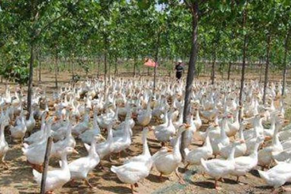 林地養(yǎng)鵝 鵝能除草一舉兩得