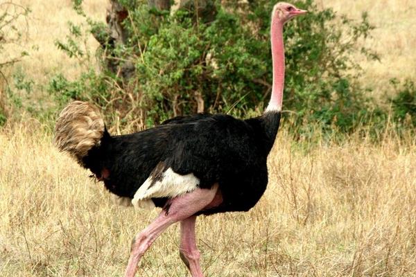 打工6年回鄉養鴕鳥創業年收入7萬元