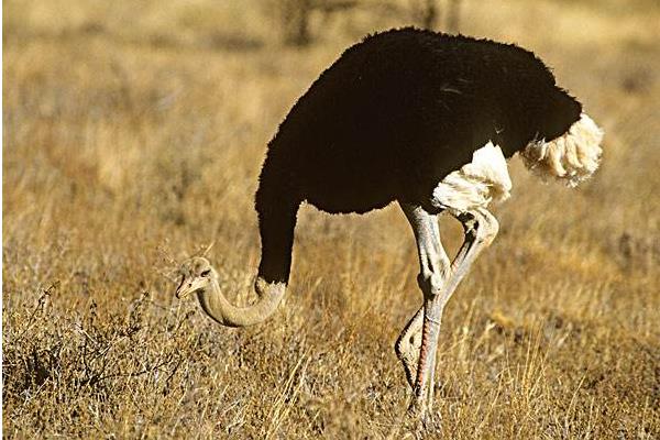 打工6年回鄉養鴕鳥創業年收入7萬元