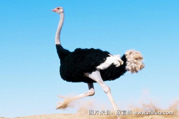 打工6年回鄉養鴕鳥創業年收入7萬元