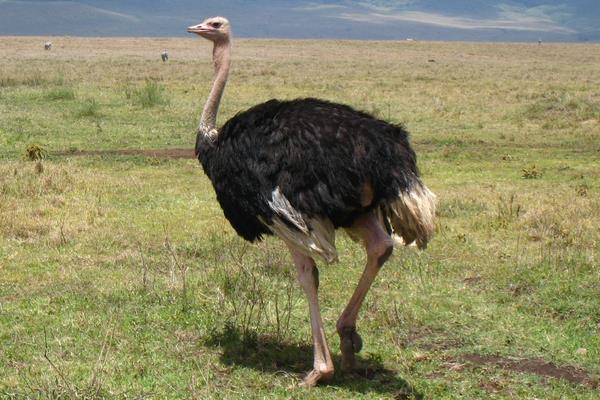 打工6年回鄉養鴕鳥創業年收入7萬元