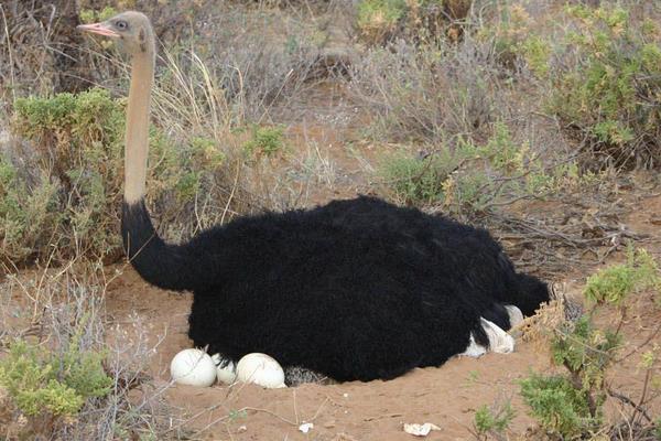 打工6年回鄉養鴕鳥創業年收入7萬元