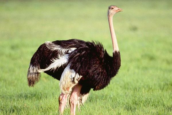 打工6年回鄉養鴕鳥創業年收入7萬元