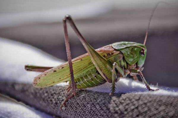 蝗蟲到底該如何養殖