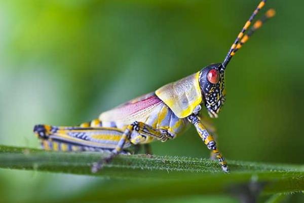 蝗蟲到底該如何養殖