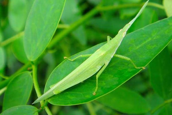 蝗蟲到底該如何養殖