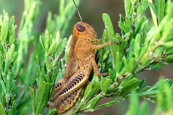 蝗蟲到底該如何養殖