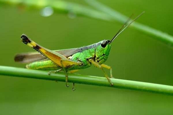 蝗蟲到底該如何養殖