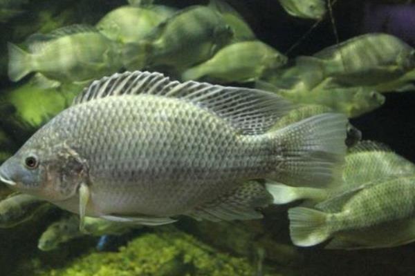 羅非魚科學飼料搭配及喂養(yǎng)方法