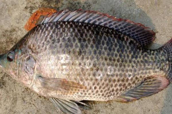 羅非魚科學飼料搭配及喂養(yǎng)方法