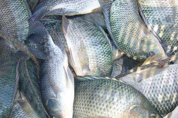 羅非魚科學飼料搭配及喂養(yǎng)方法