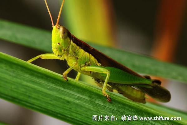 利用大棚養殖螞蚱的經驗