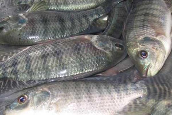 羅非魚科學飼料搭配及喂養(yǎng)方法