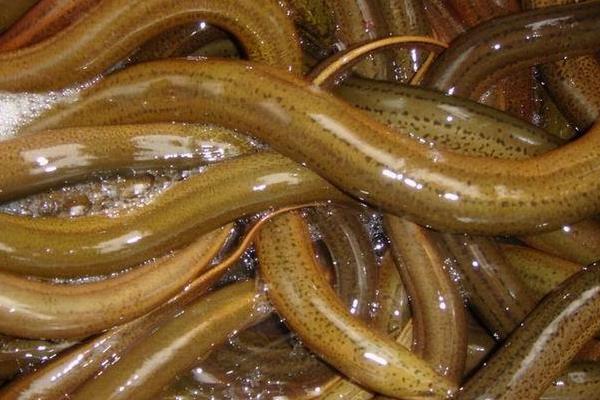 2015養黃鱔賺錢嗎？2015黃鱔養殖前景及市場價格分析