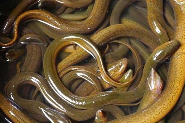 2015養黃鱔賺錢嗎？2015黃鱔養殖前景及市場價格分析