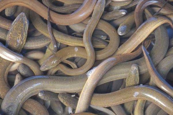 2015養黃鱔賺錢嗎？2015黃鱔養殖前景及市場價格分析