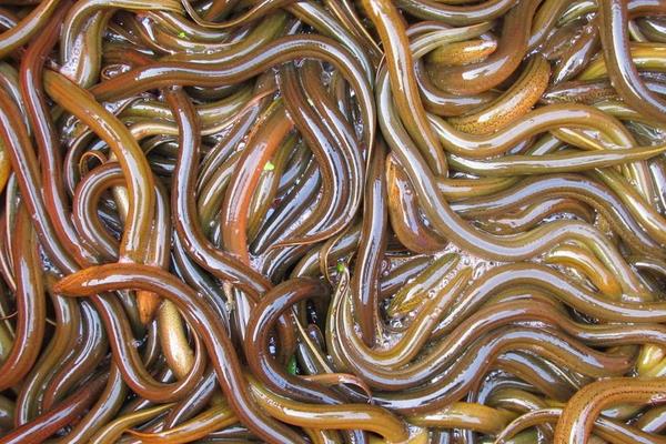 2015養黃鱔賺錢嗎？2015黃鱔養殖前景及市場價格分析