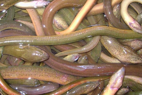 2015養黃鱔賺錢嗎？2015黃鱔養殖前景及市場價格分析