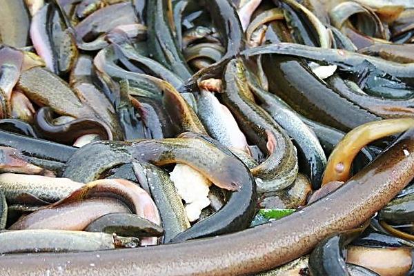 2015養黃鱔賺錢嗎？2015黃鱔養殖前景及市場價格分析