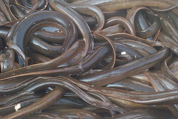 2015養黃鱔賺錢嗎？2015黃鱔養殖前景及市場價格分析