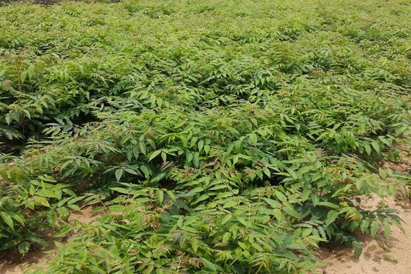 大棚香椿種植技術